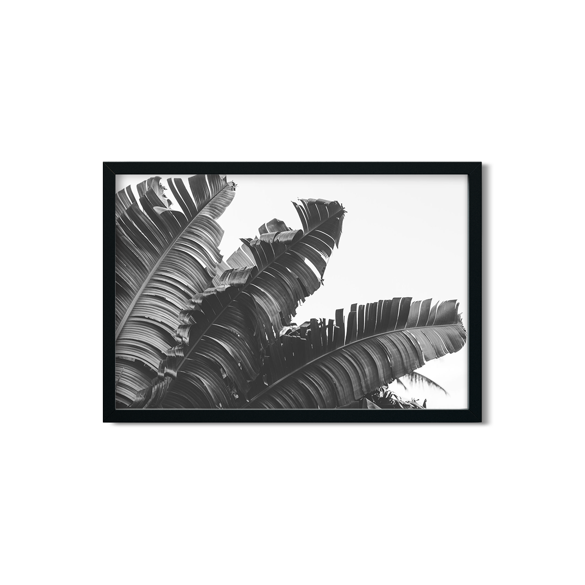 BANANA LEAVES NO. 4