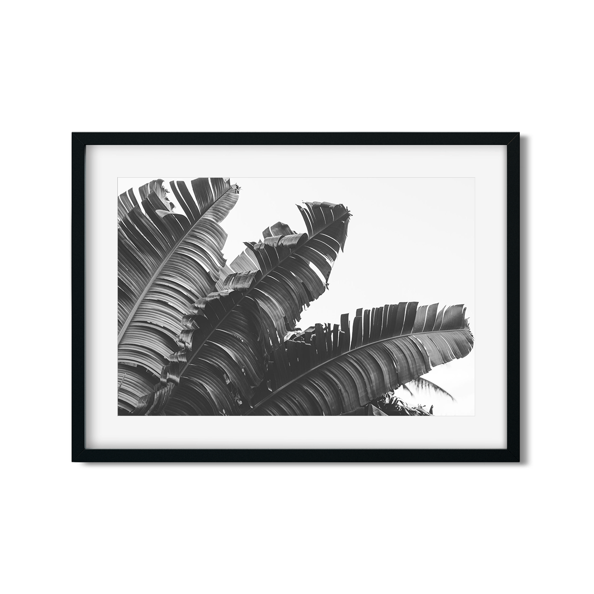 BANANA LEAVES NO. 4