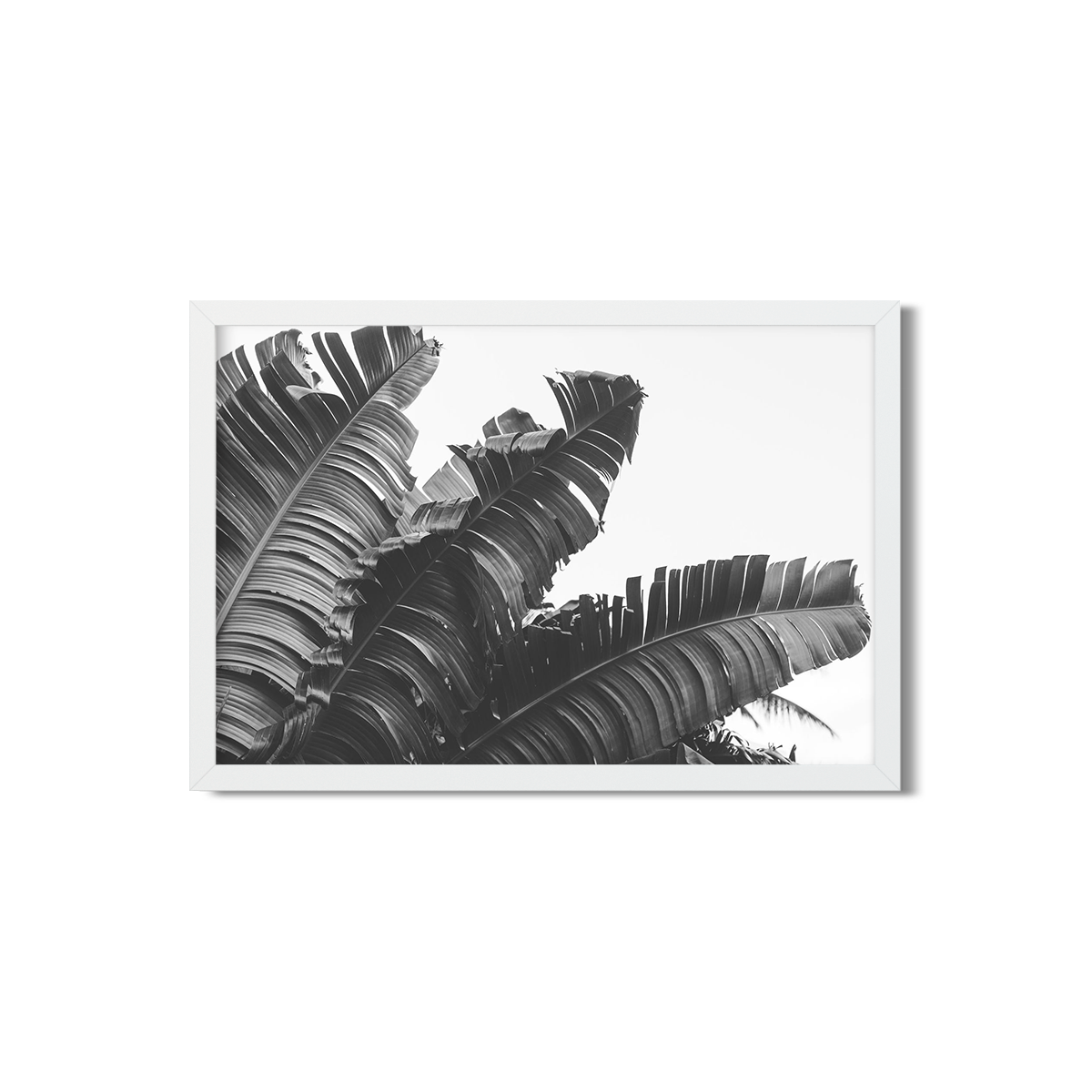 BANANA LEAVES NO. 4