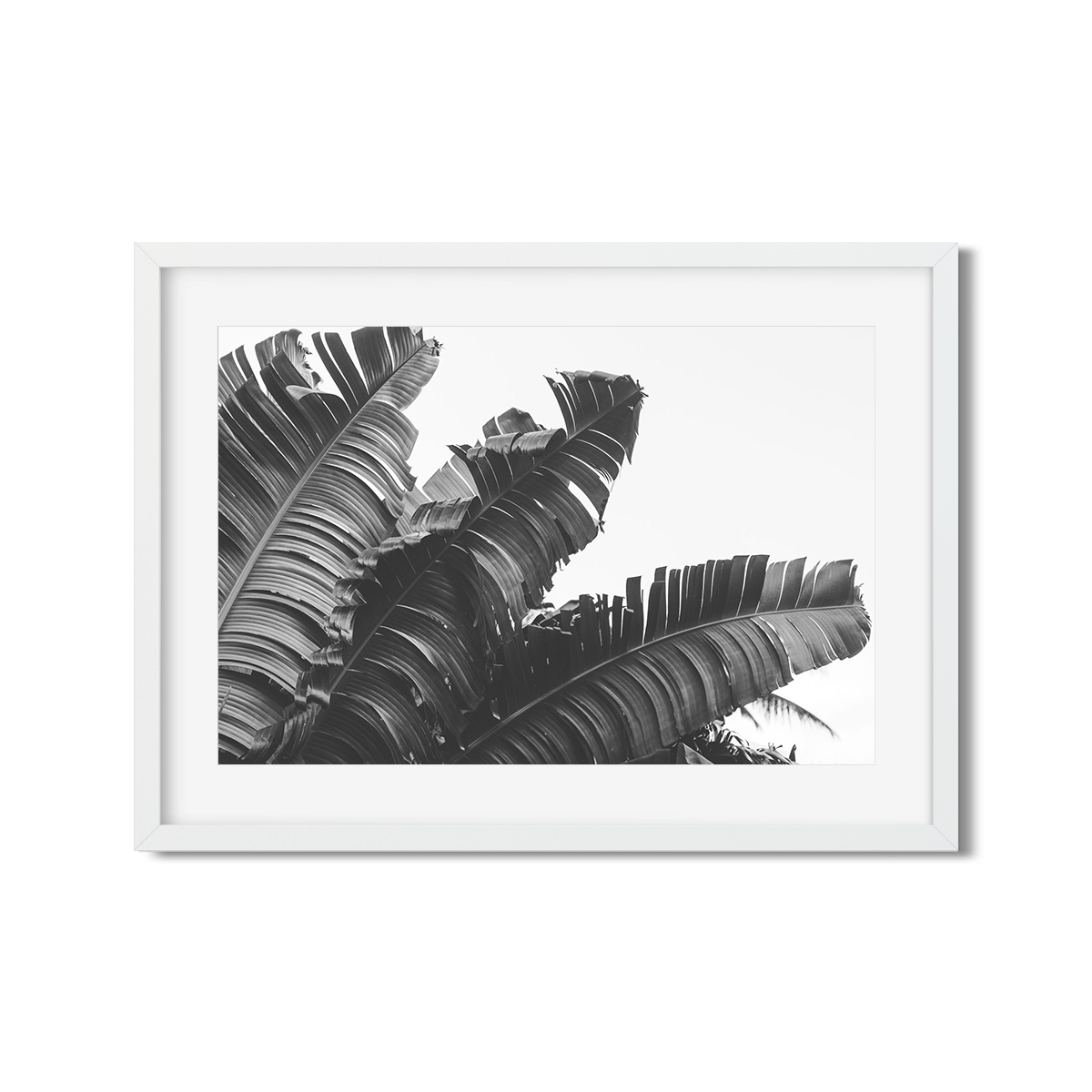 BANANA LEAVES NO. 4