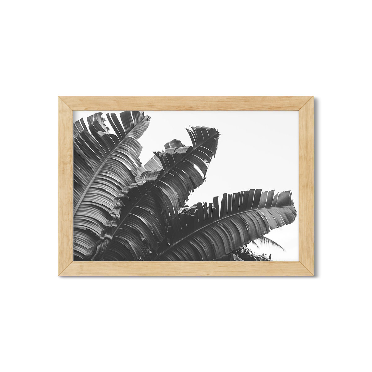 BANANA LEAVES NO. 4