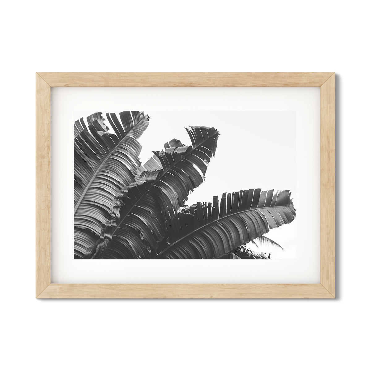 BANANA LEAVES NO. 4
