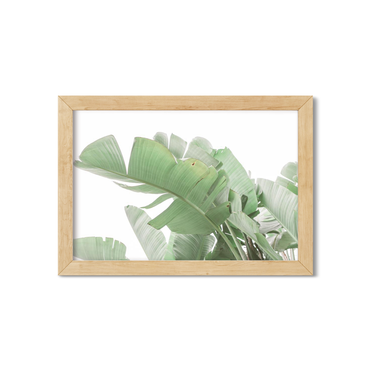 BANANA LEAVES NO. 6