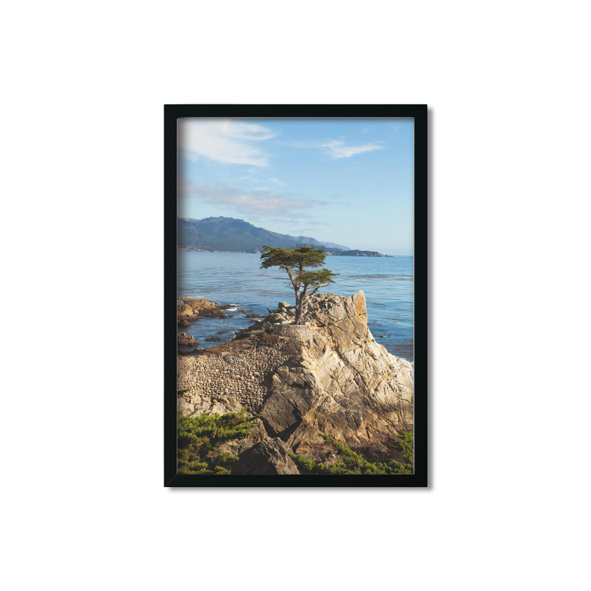 LONE CYPRESS