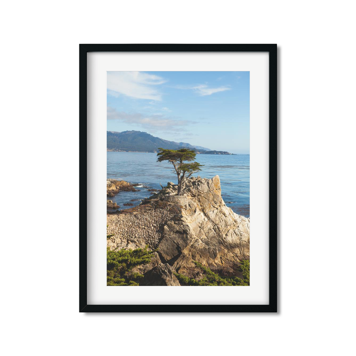 LONE CYPRESS