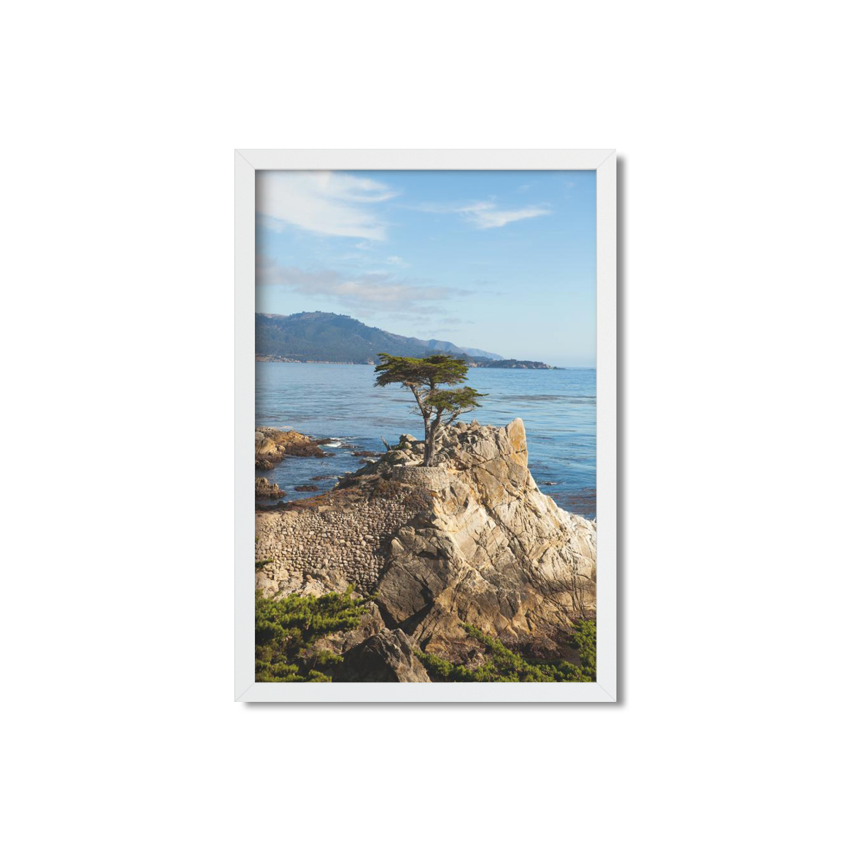 LONE CYPRESS