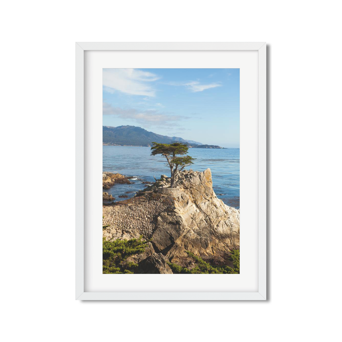 LONE CYPRESS