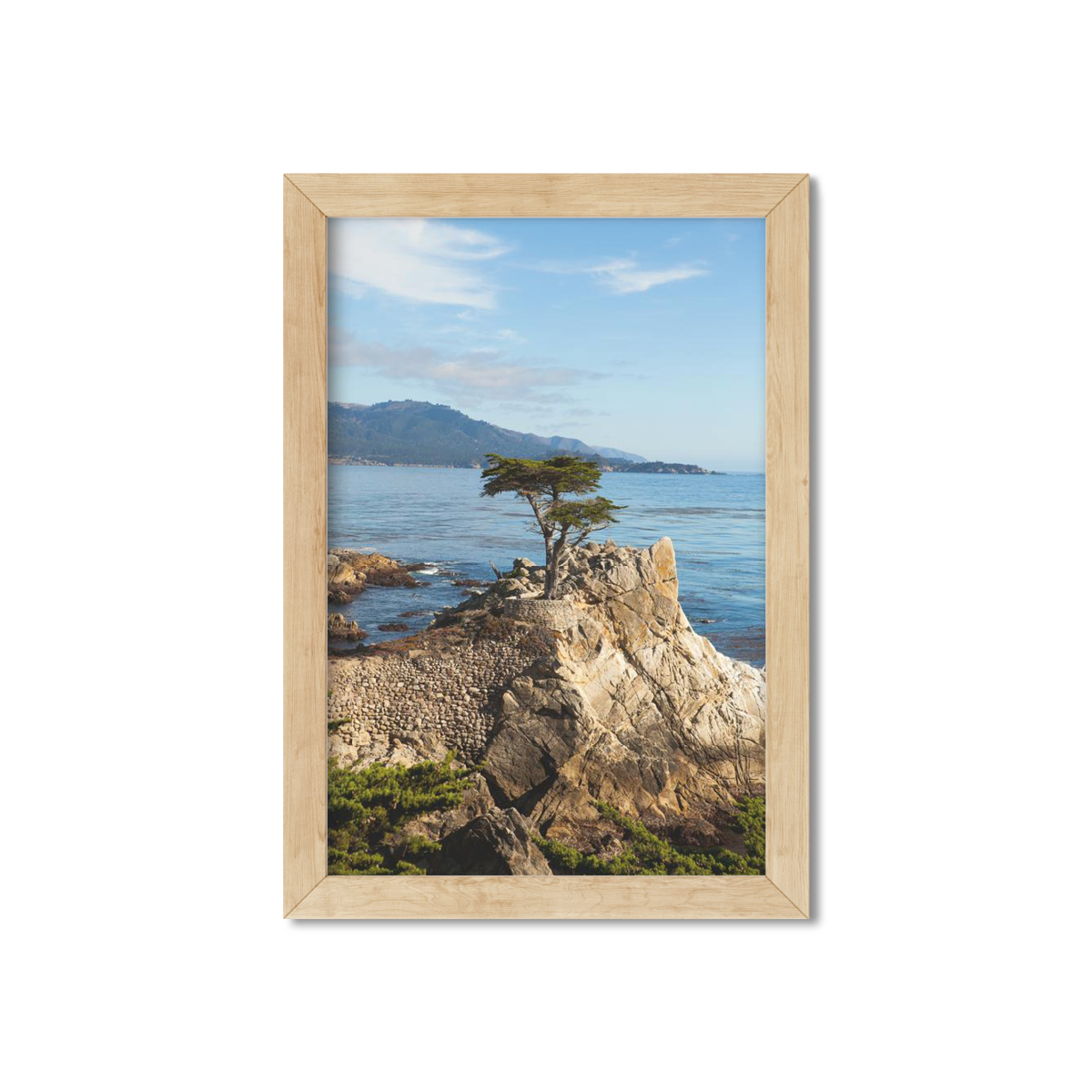 LONE CYPRESS