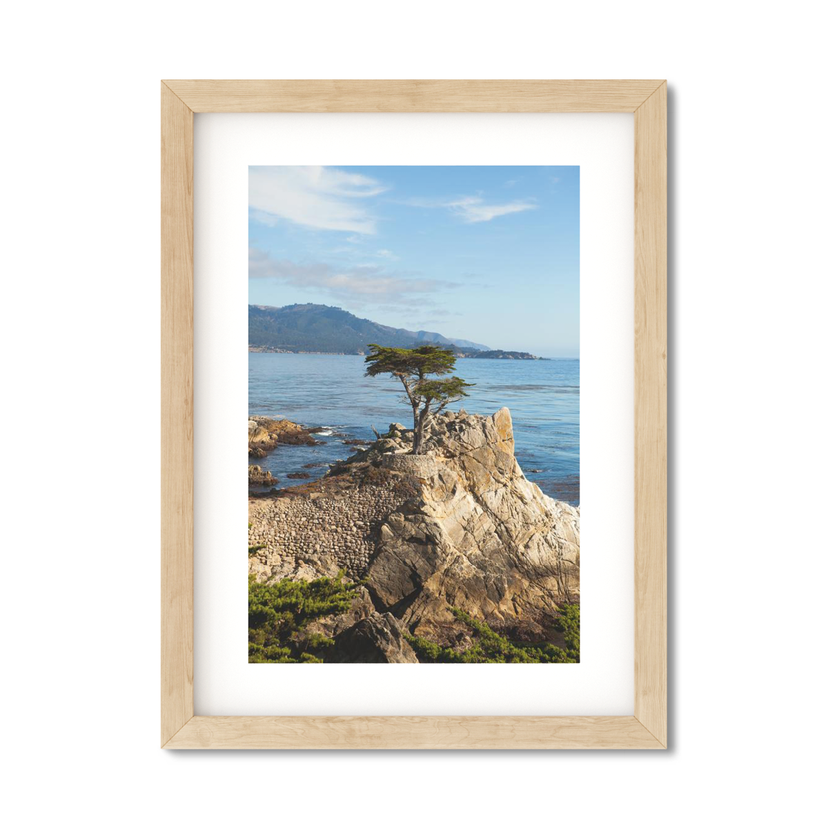 LONE CYPRESS