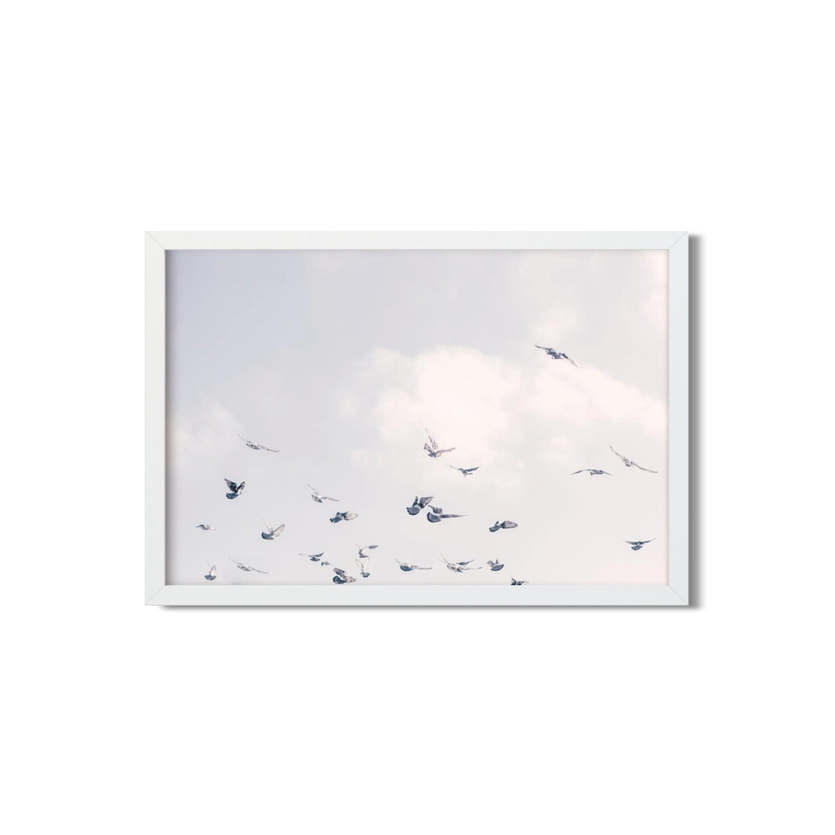 BIRDS