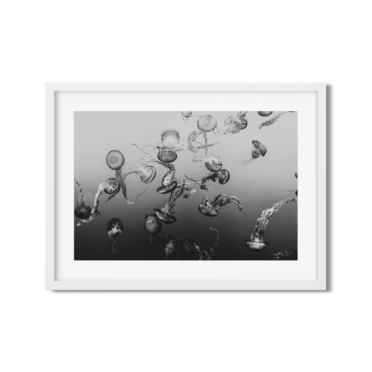 JELLYFISH