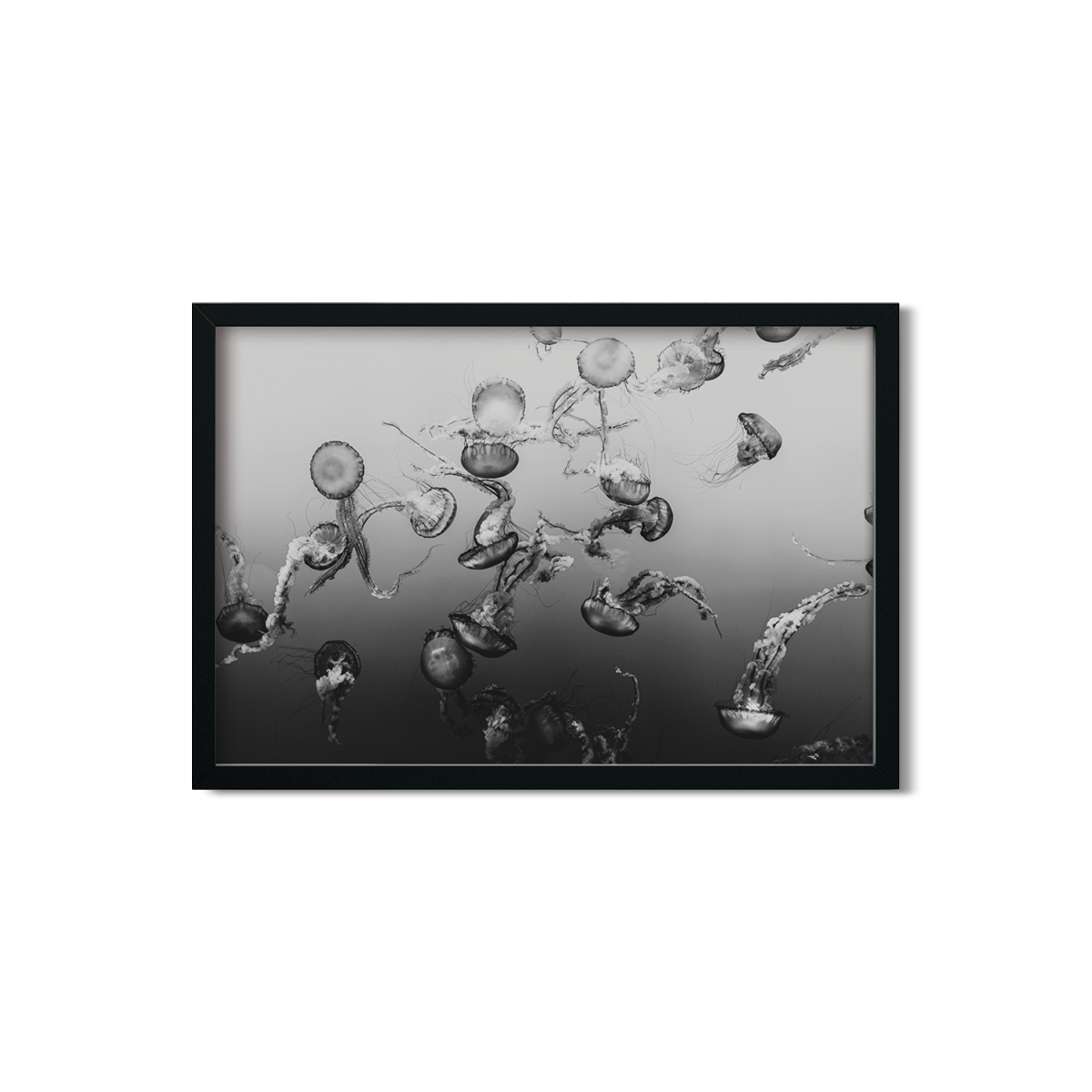 JELLYFISH