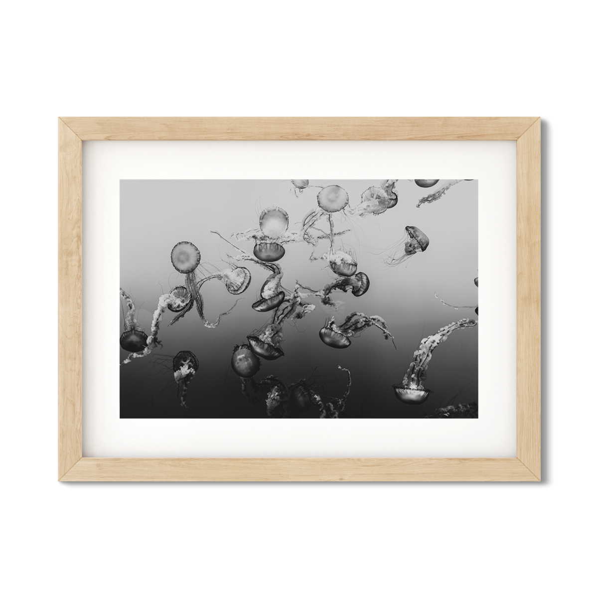 JELLYFISH