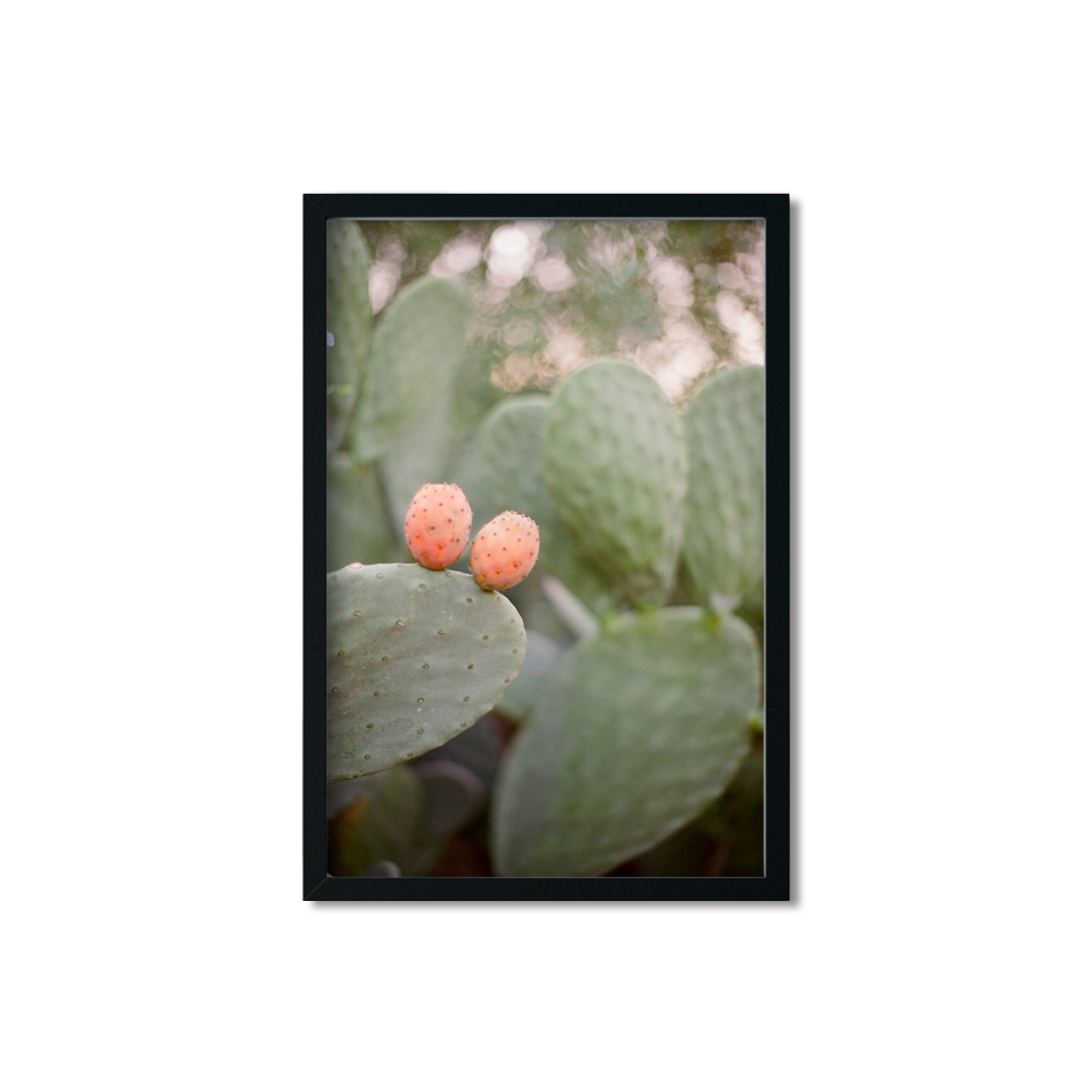 CACTUS FRUIT