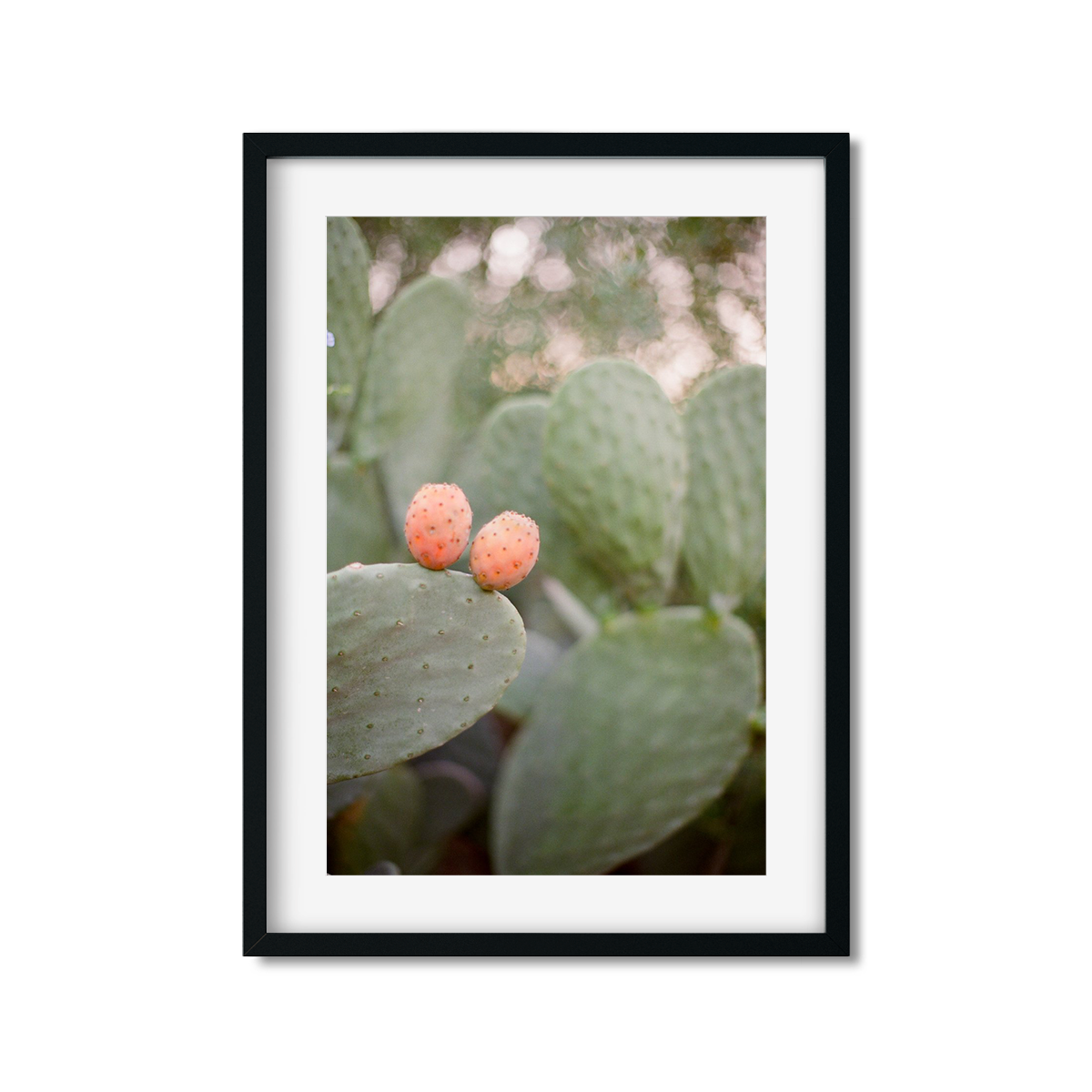 CACTUS FRUIT