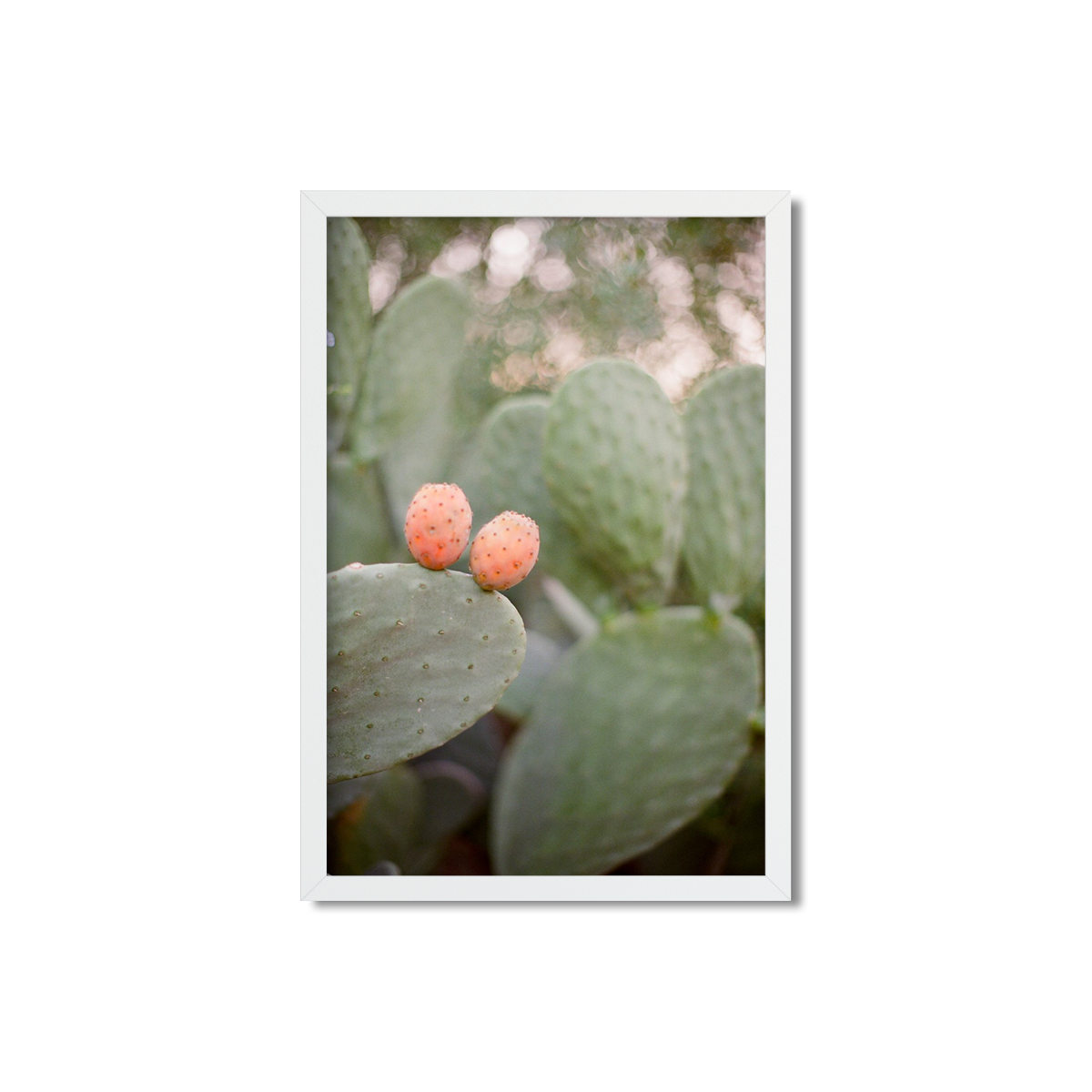 CACTUS FRUIT