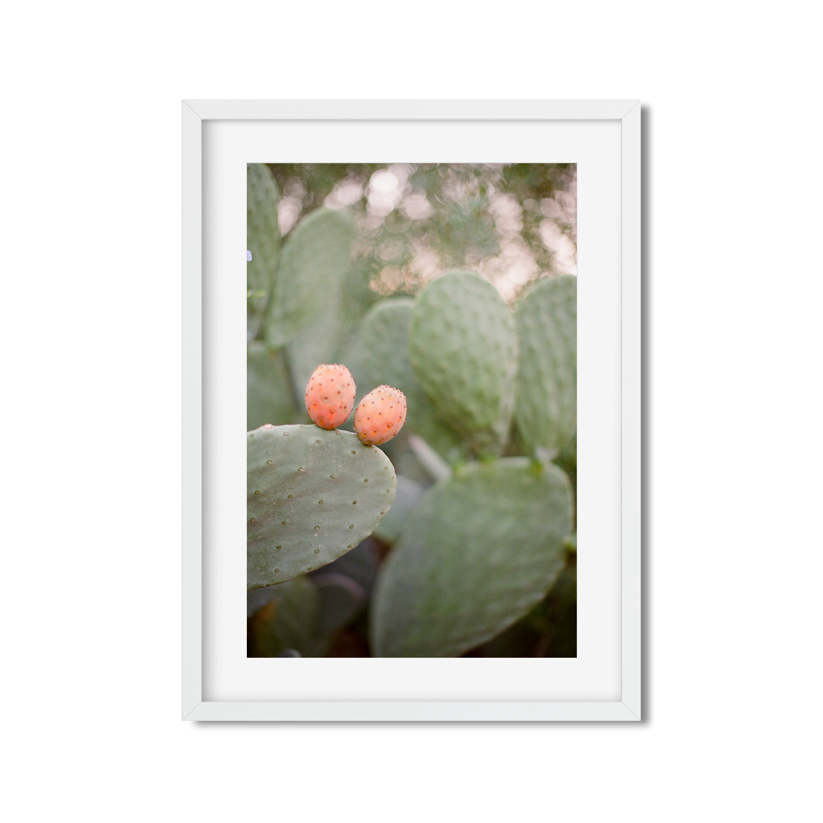 CACTUS FRUIT