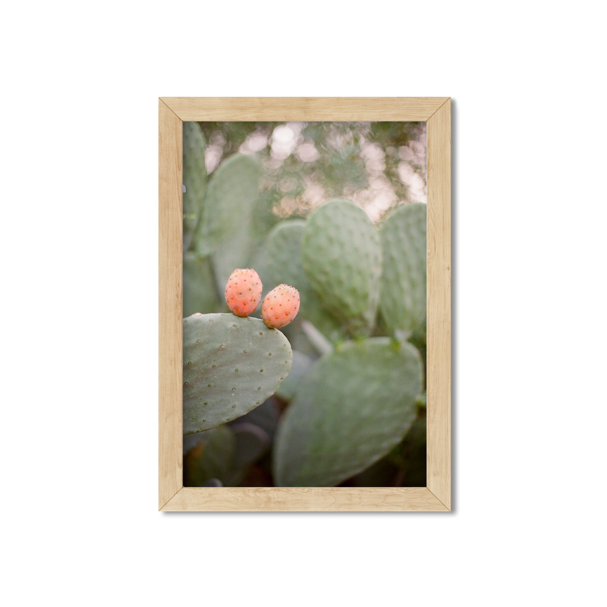 CACTUS FRUIT