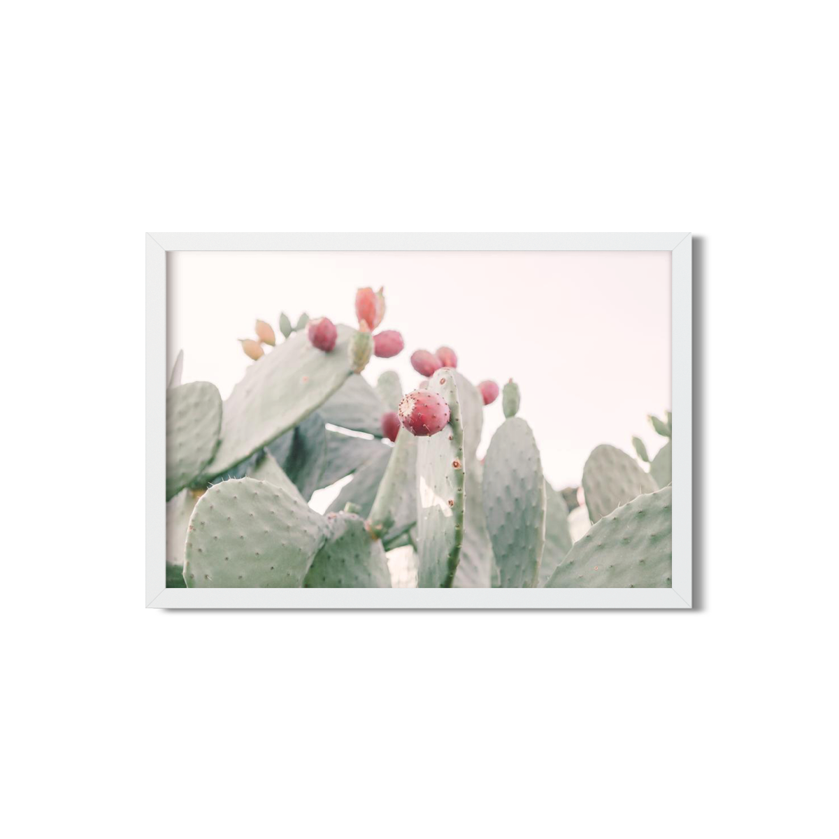 CACTUS FRUIT NO. 2