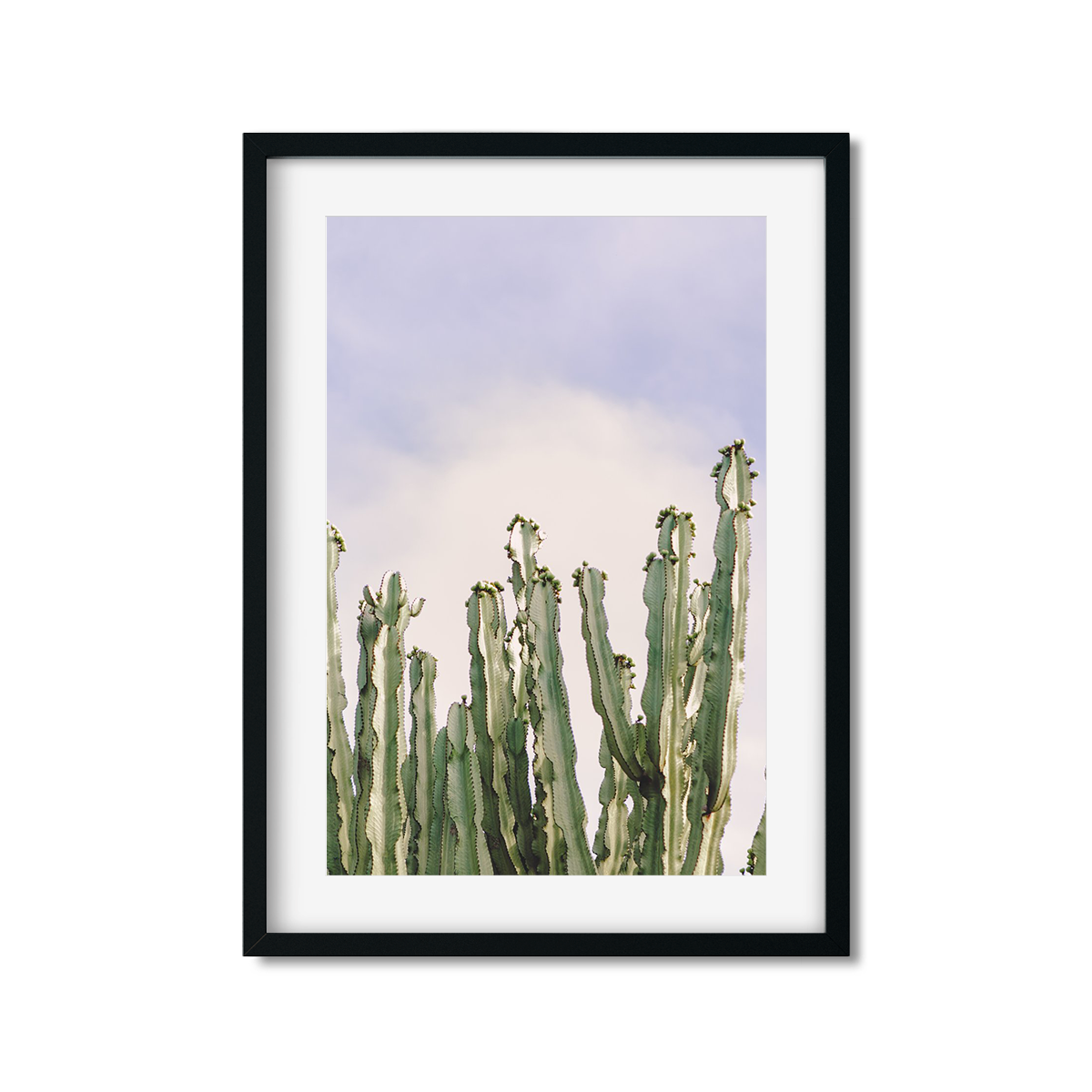 CACTUS NO. 8