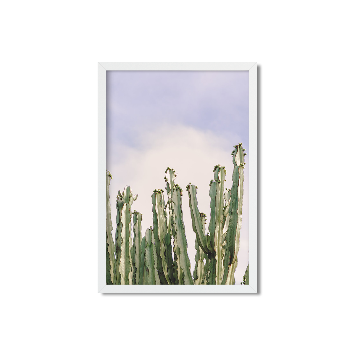CACTUS NO. 8