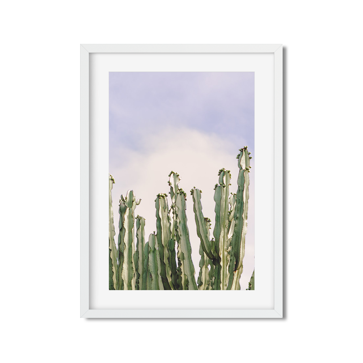 CACTUS NO. 8