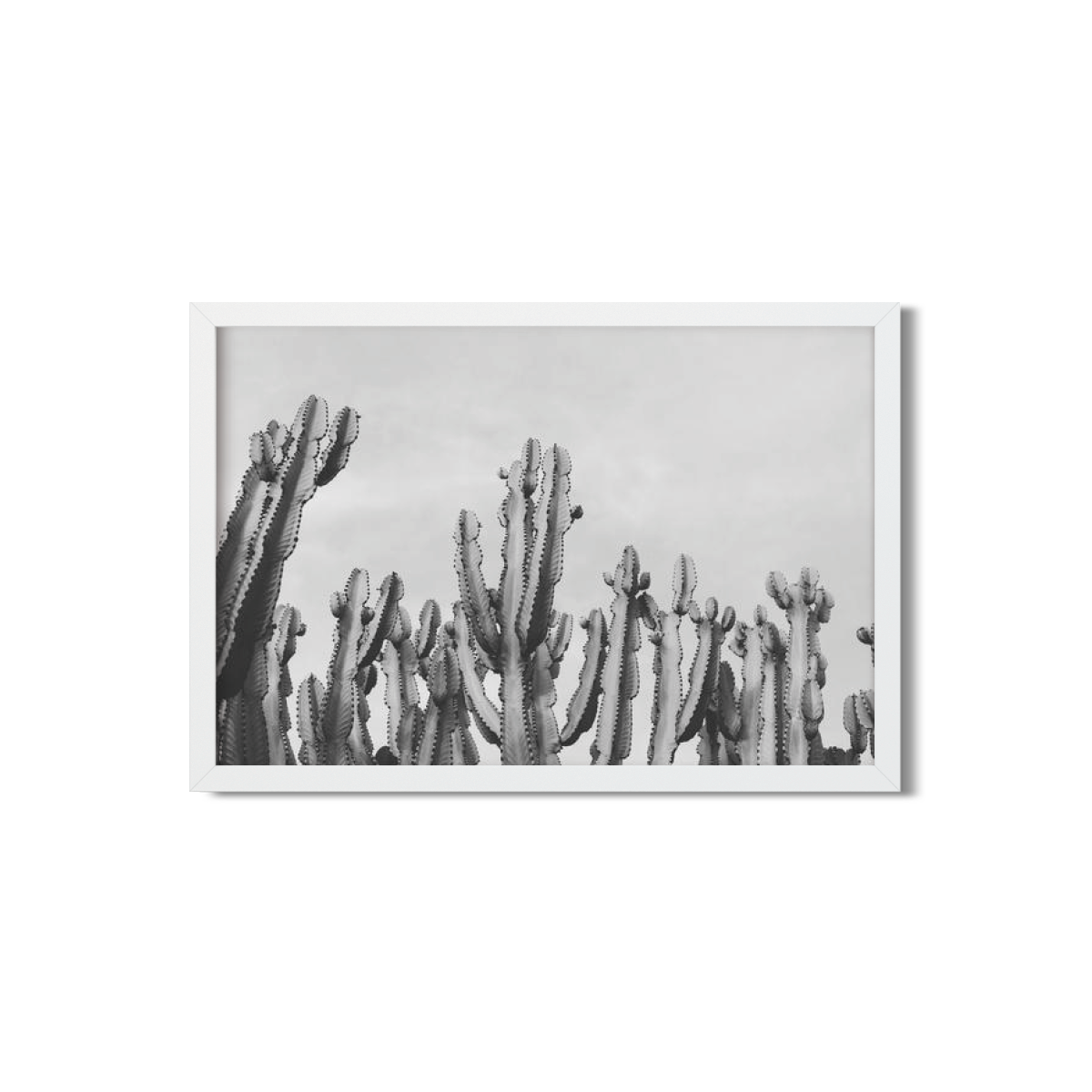 CACTUS NO. 2