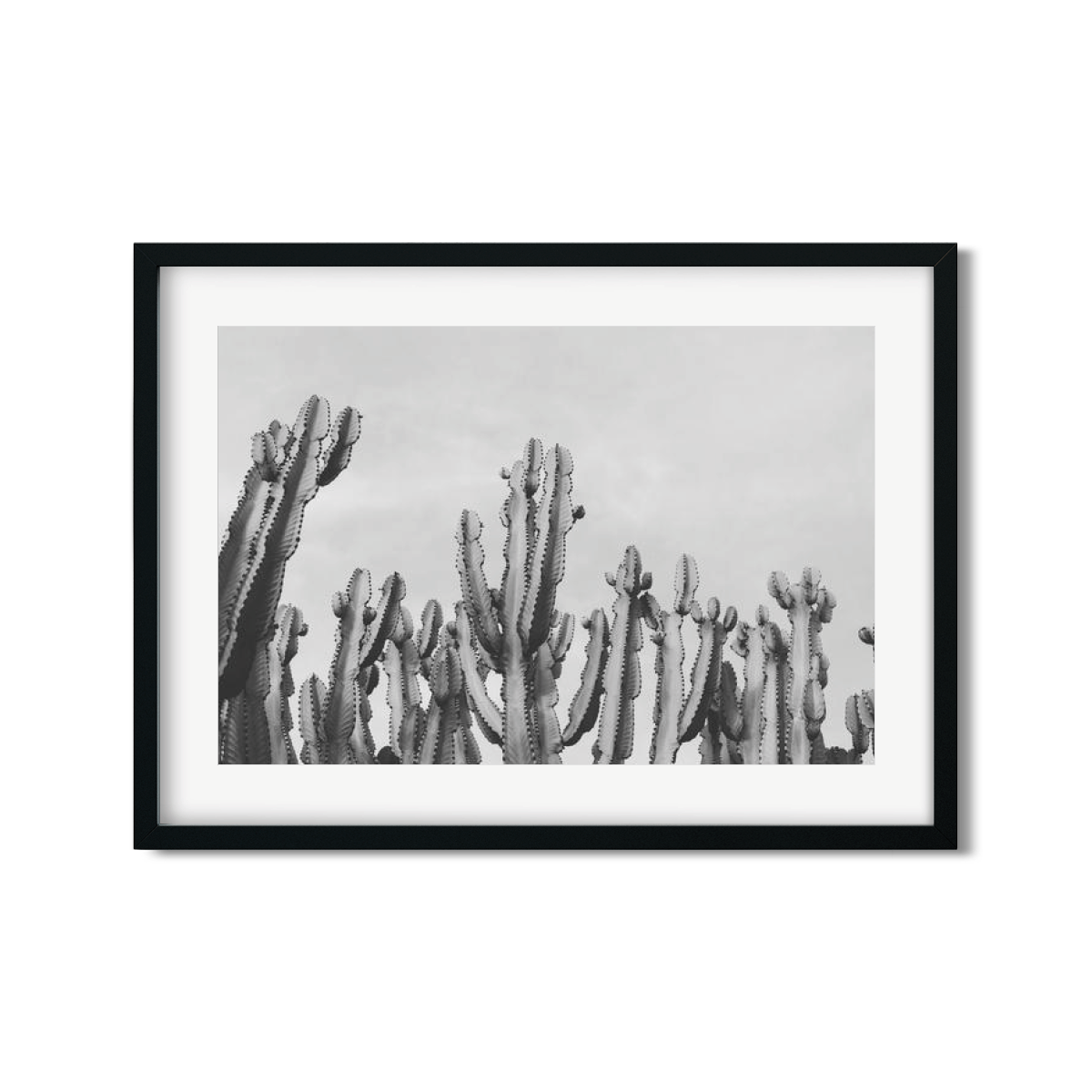 CACTUS NO. 2