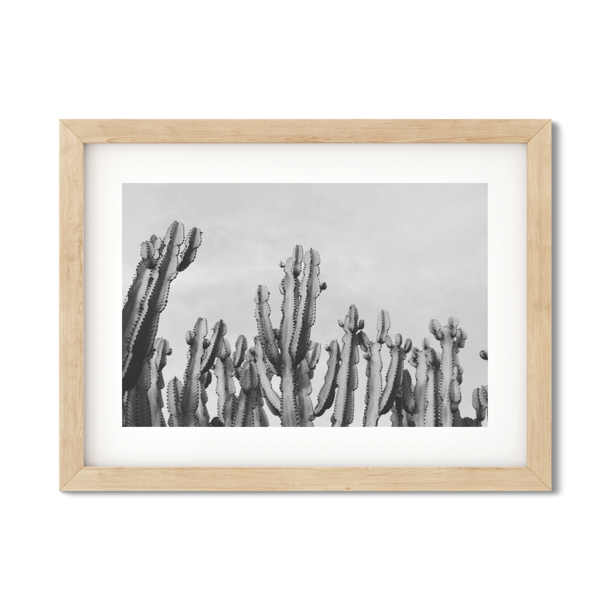 CACTUS NO. 2
