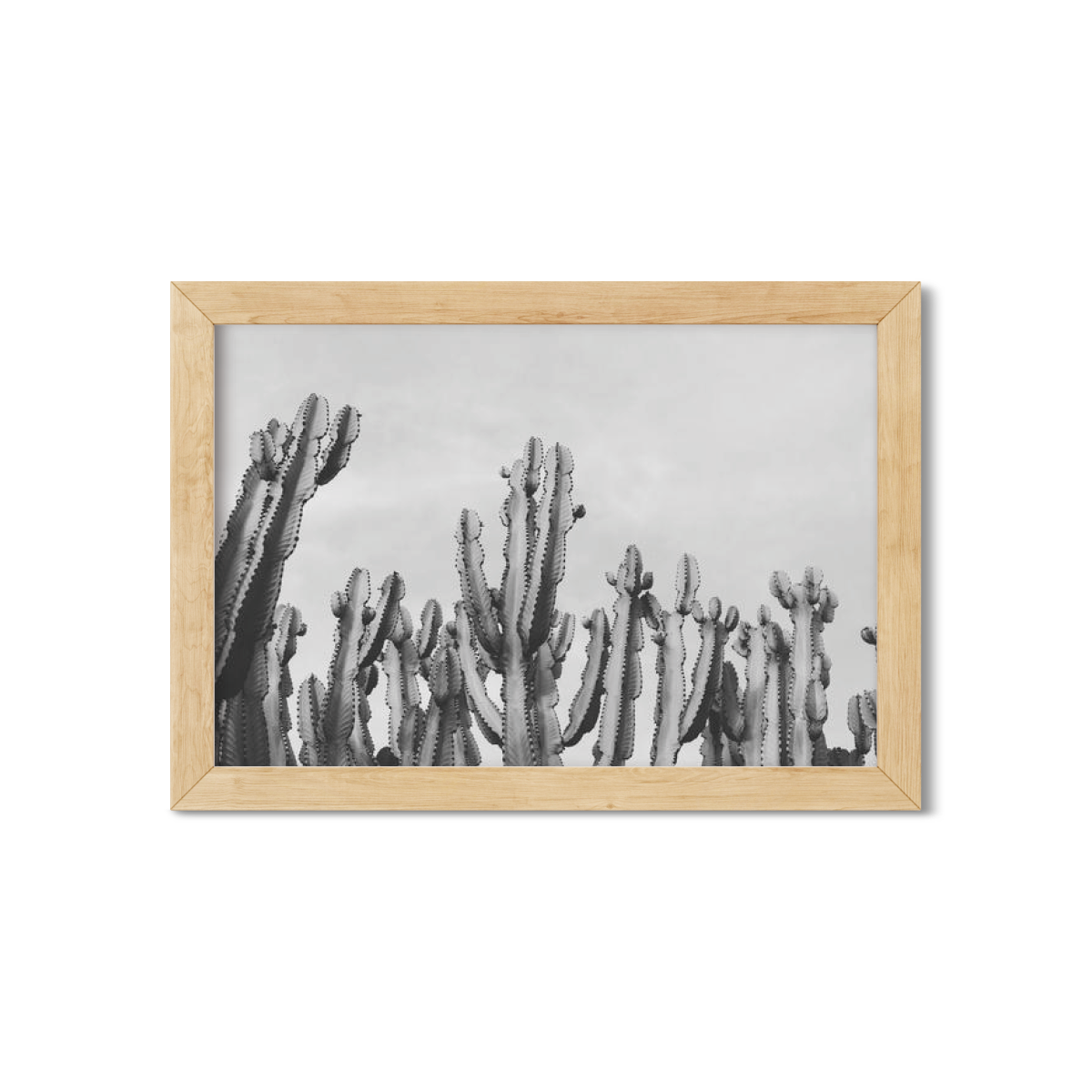 CACTUS NO. 2