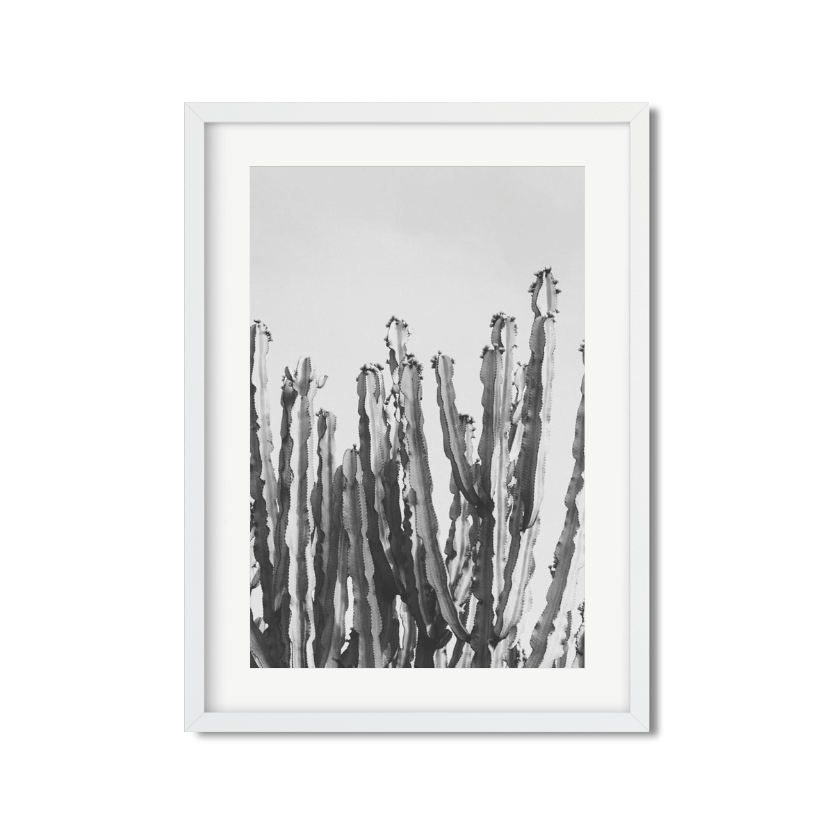 CACTUS NO. 3