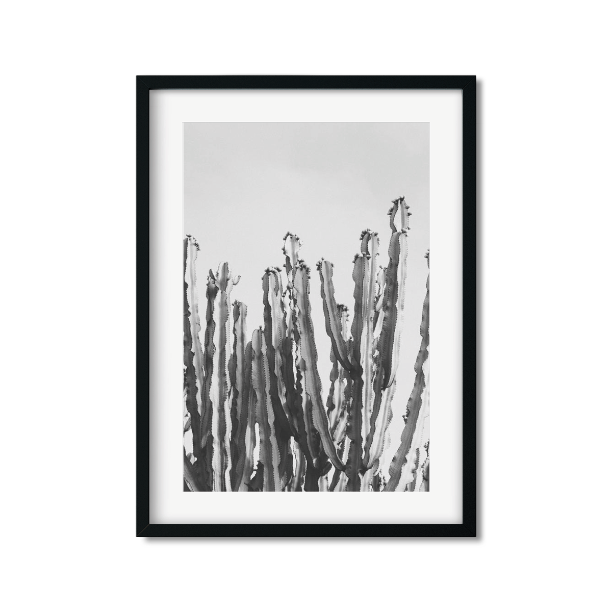 CACTUS NO. 3