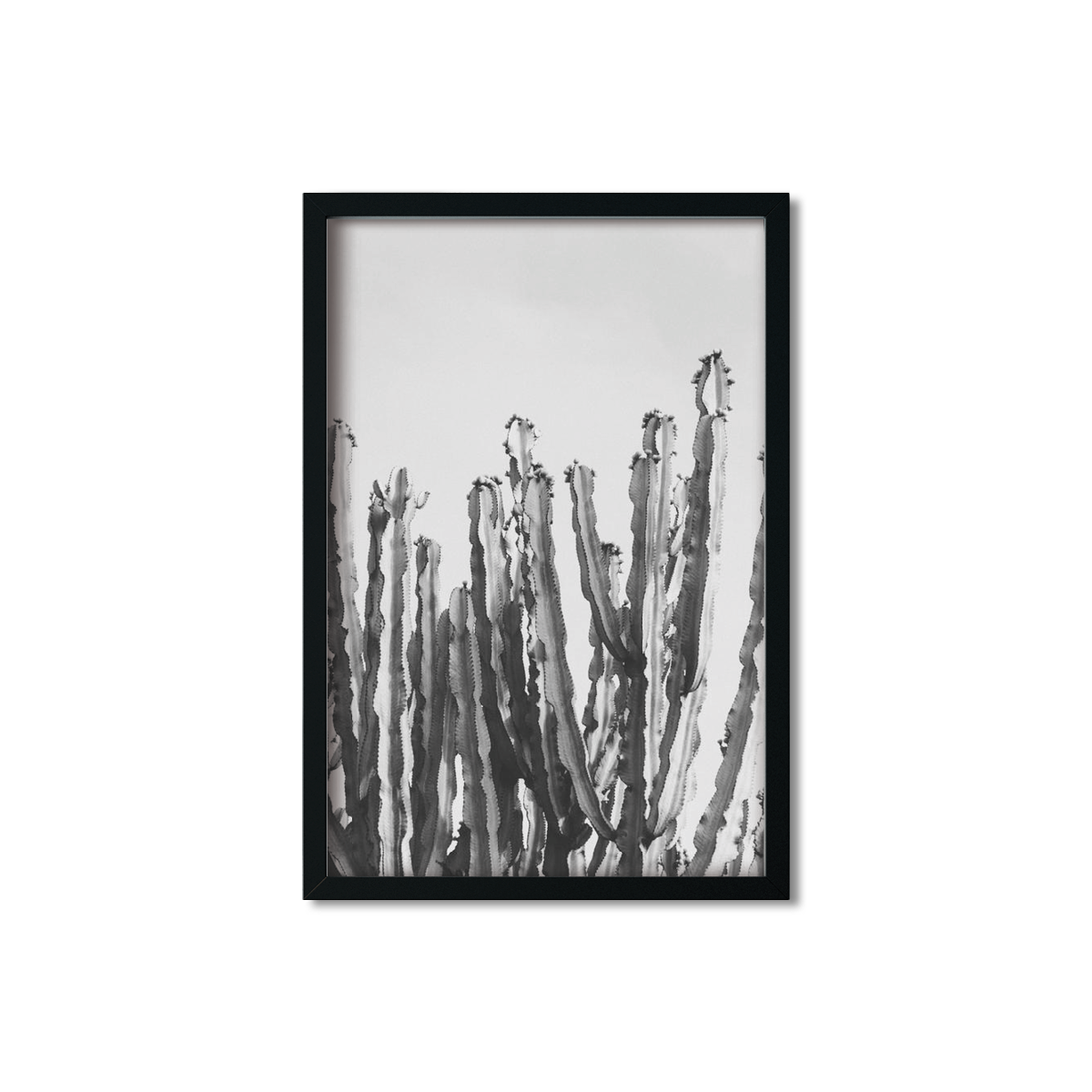 CACTUS NO. 3