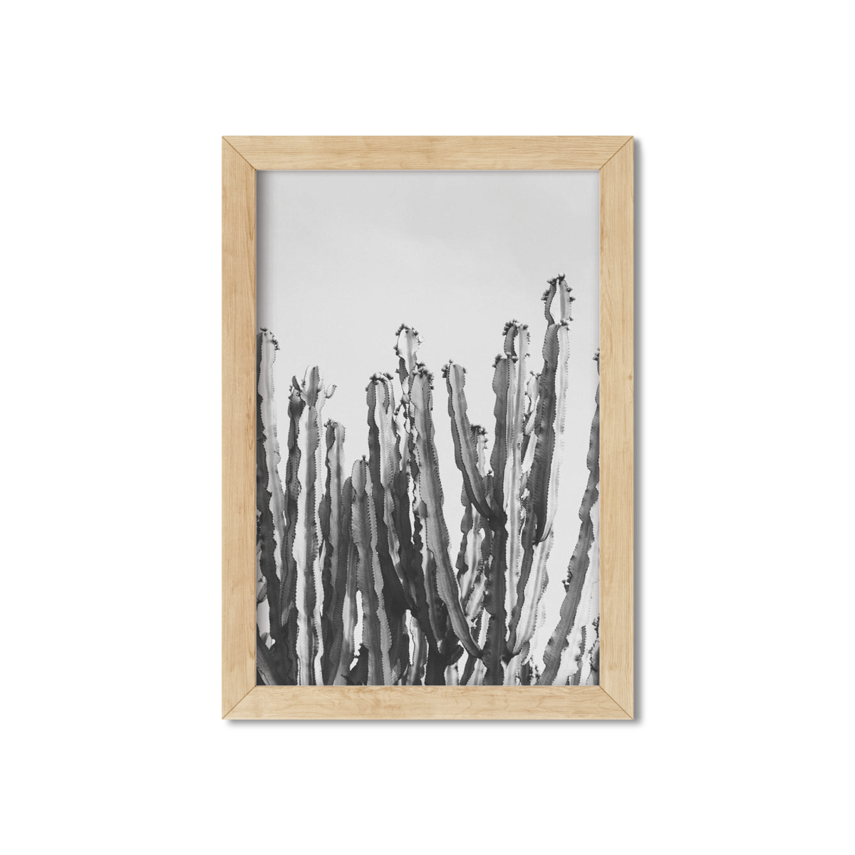 CACTUS NO. 3