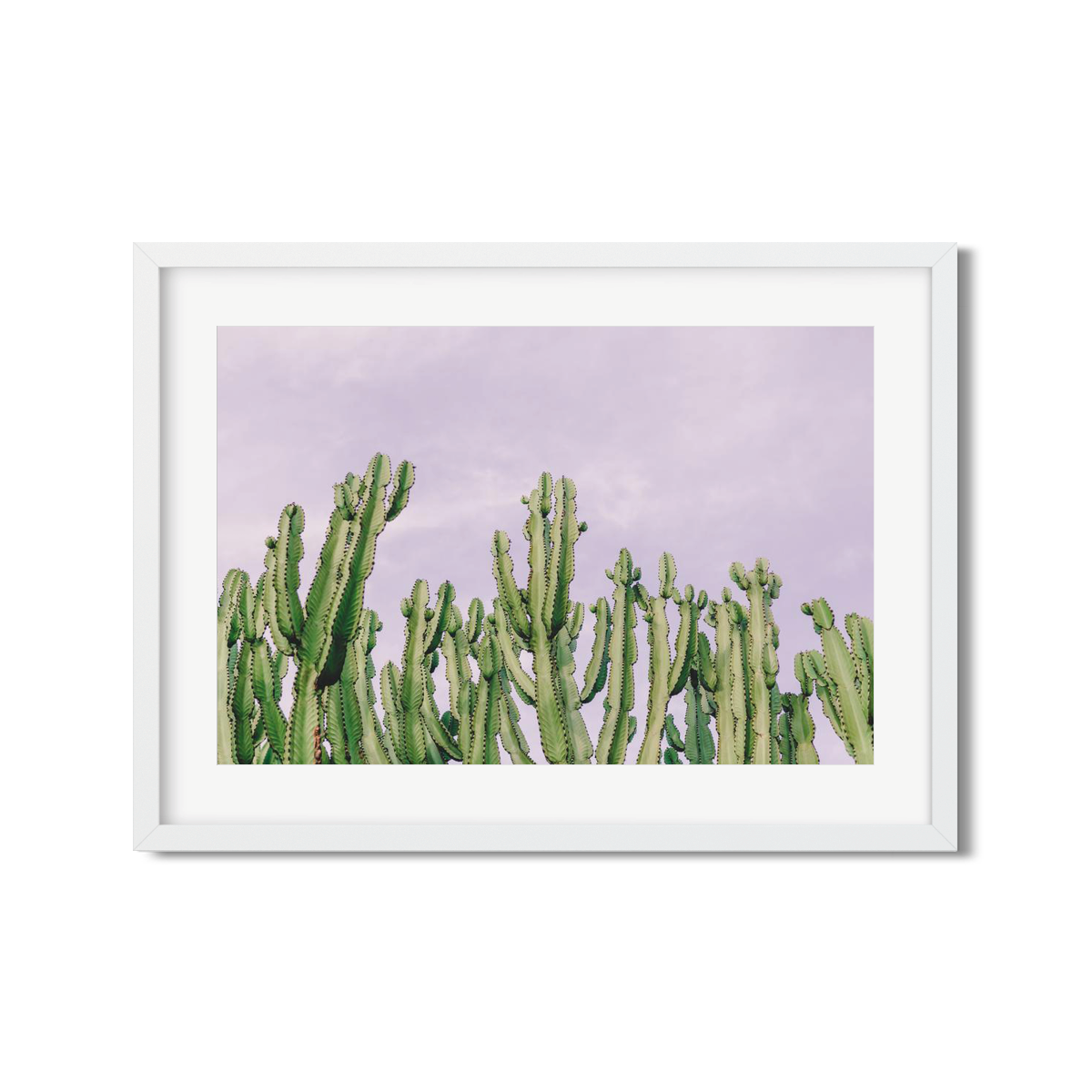 CACTUS NO. 4