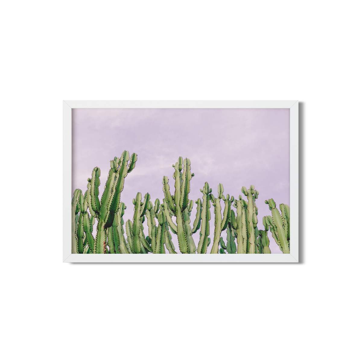 CACTUS NO. 4