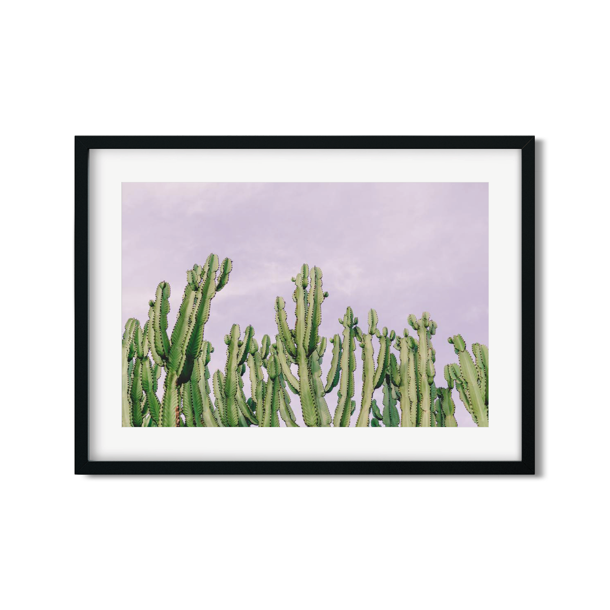 CACTUS NO. 4