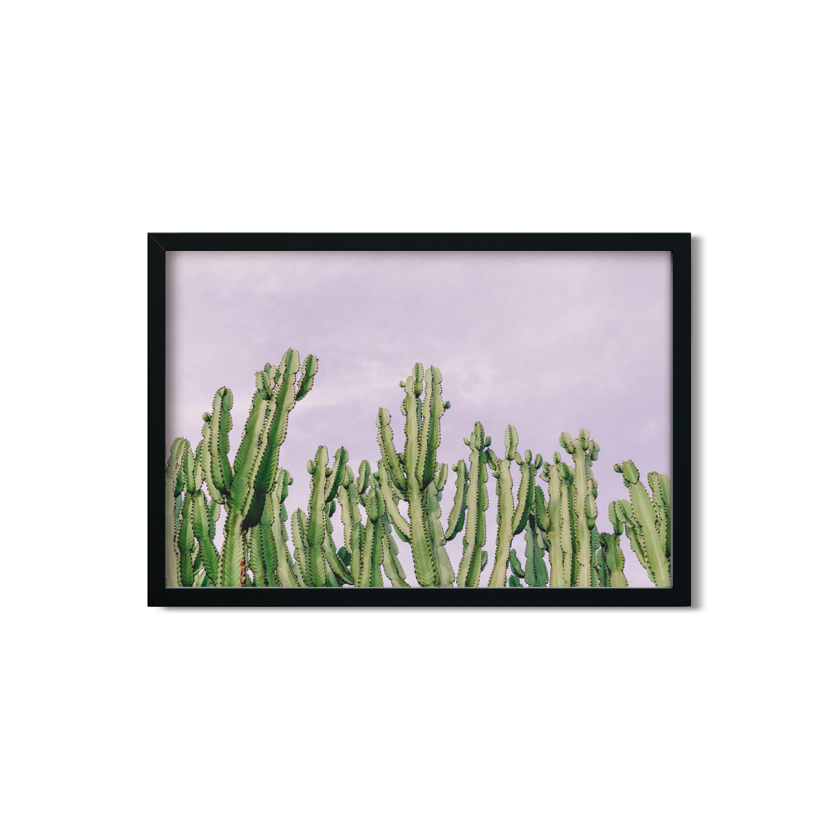 CACTUS NO. 4