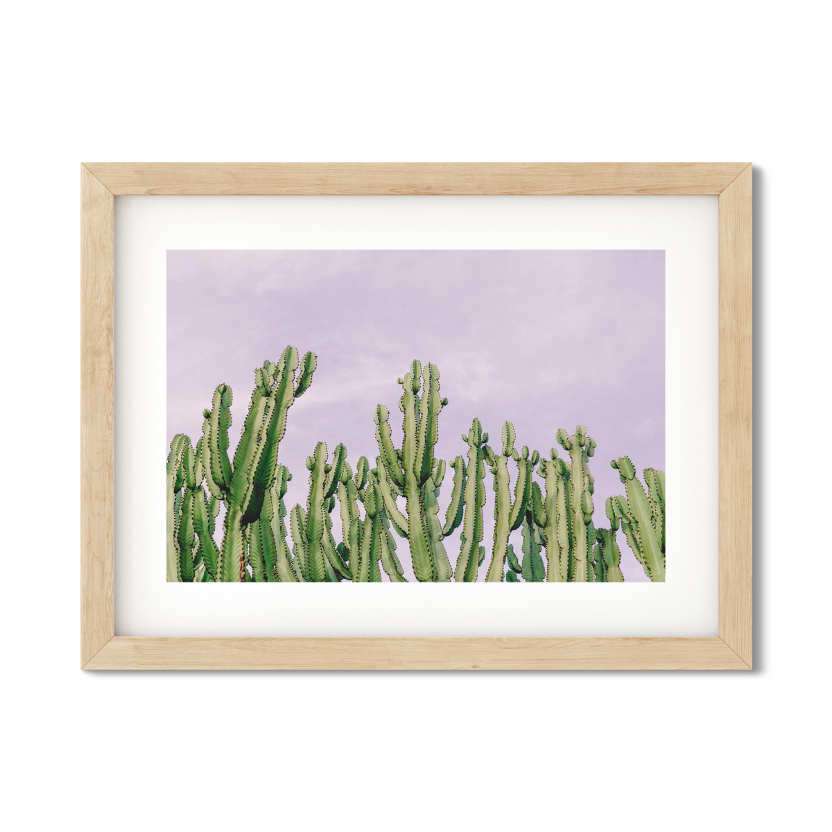 CACTUS NO. 4