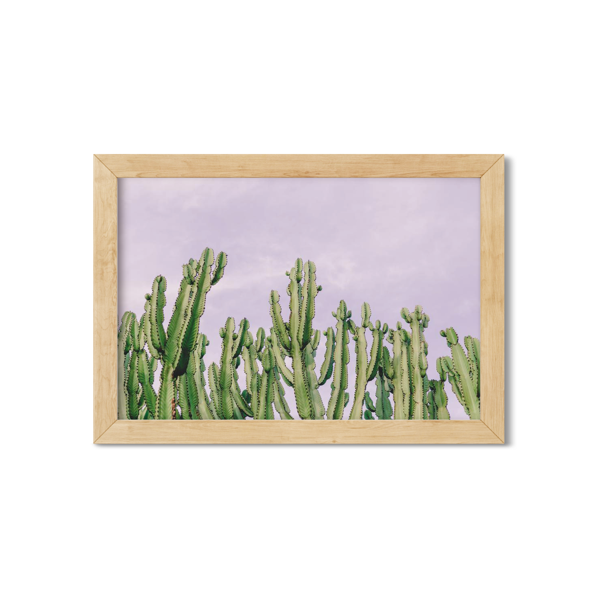 CACTUS NO. 4
