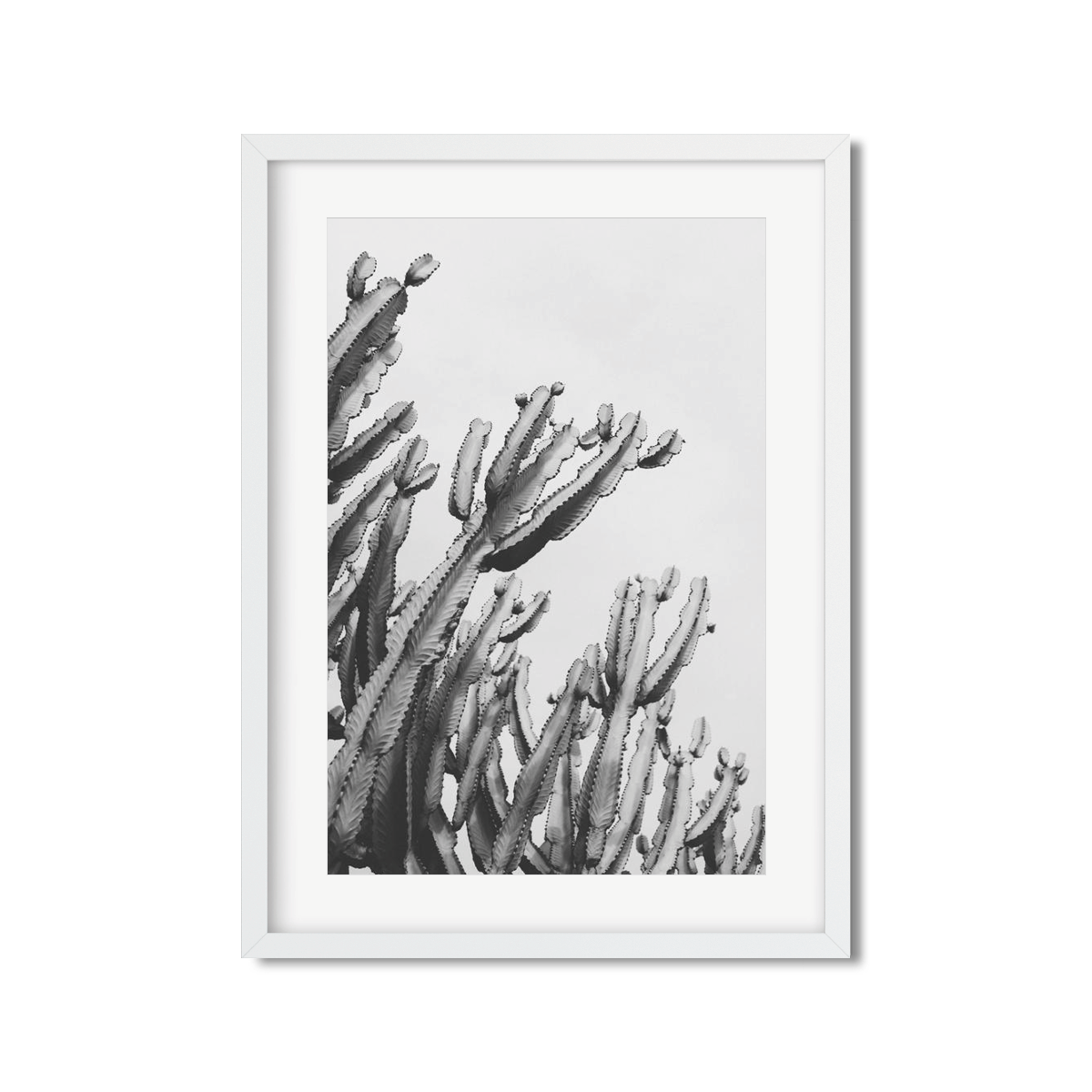 CACTUS NO. 6