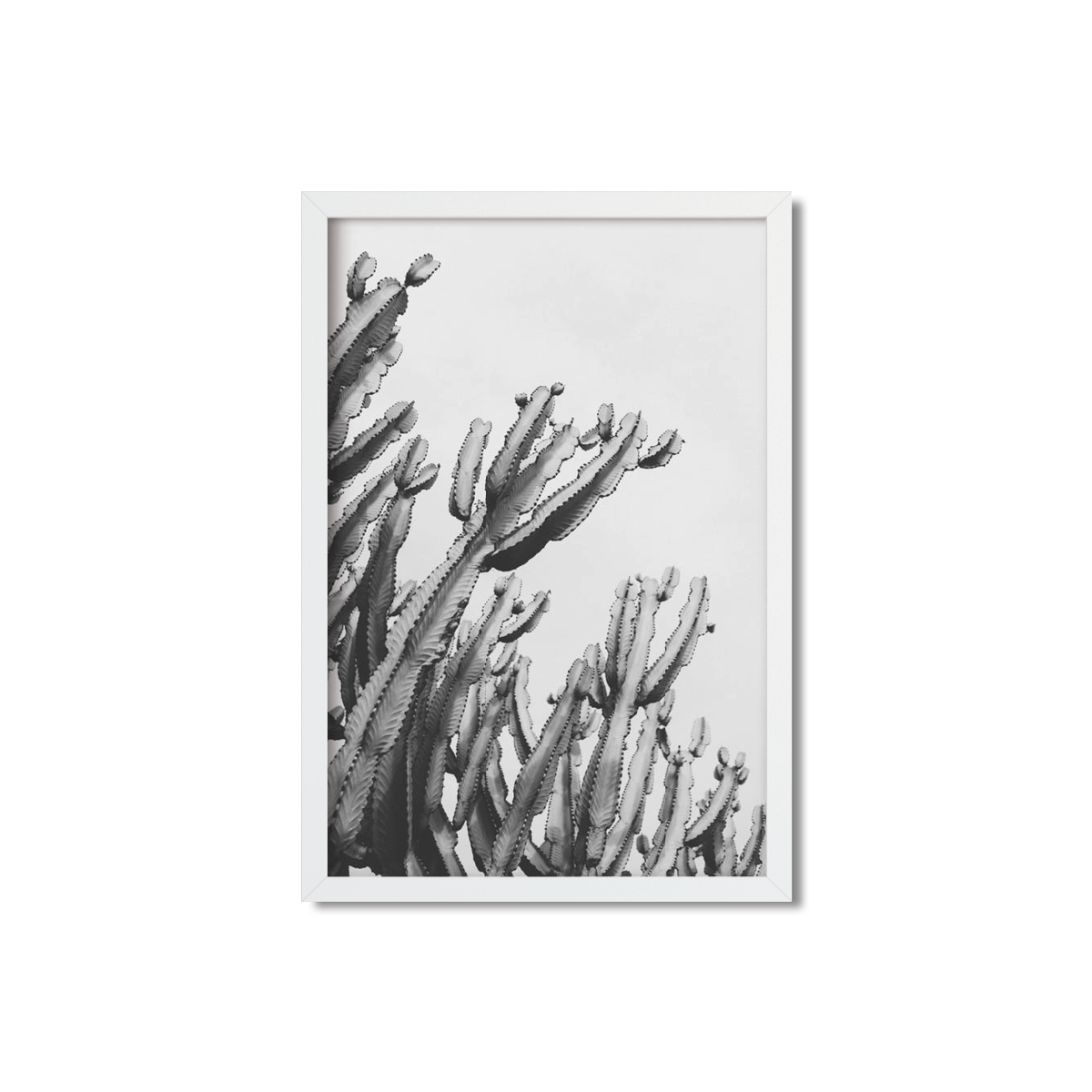 CACTUS NO. 6