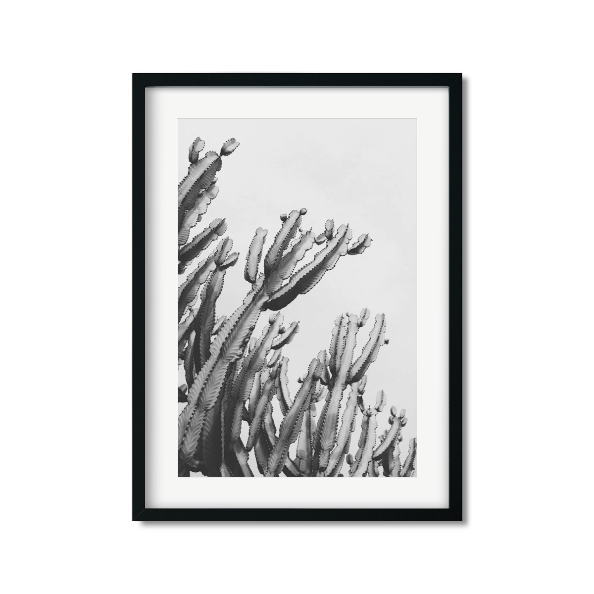 CACTUS NO. 6