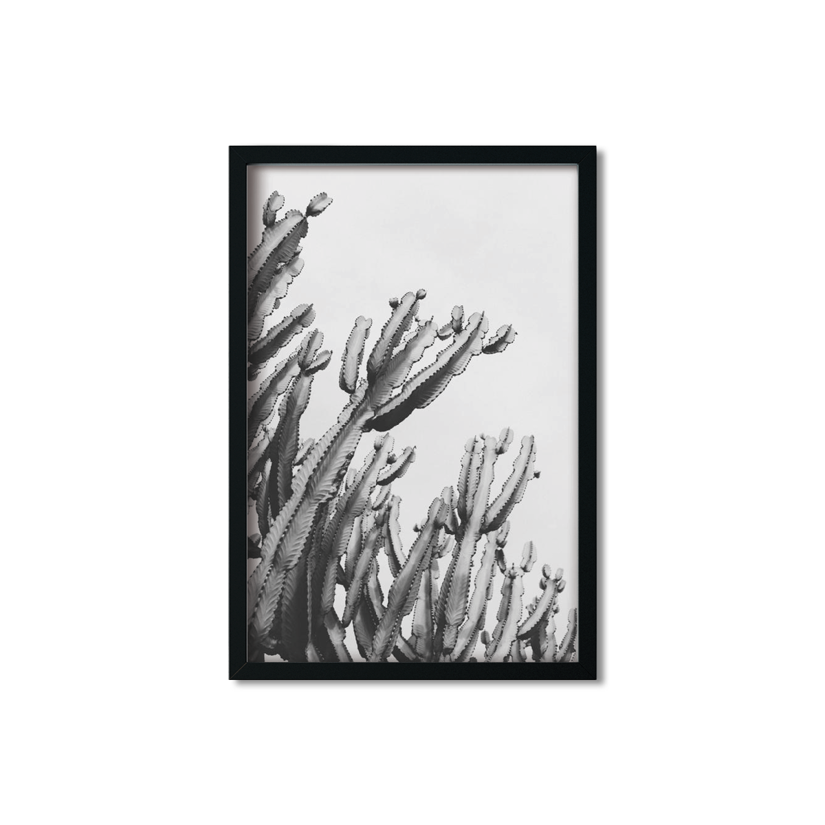 CACTUS NO. 6