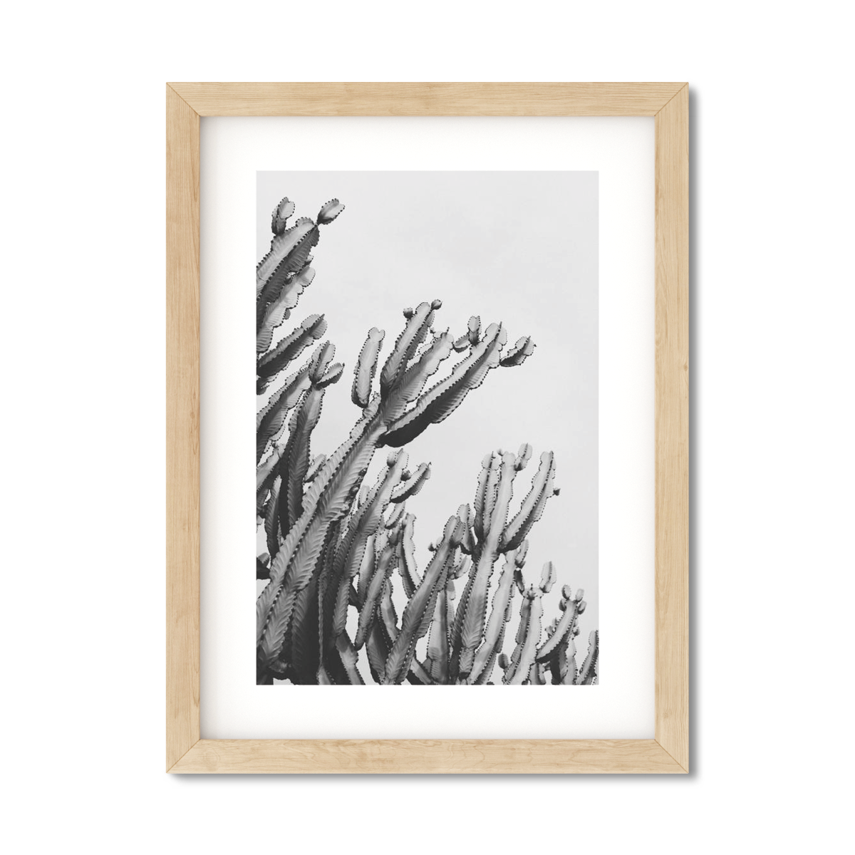 CACTUS NO. 6