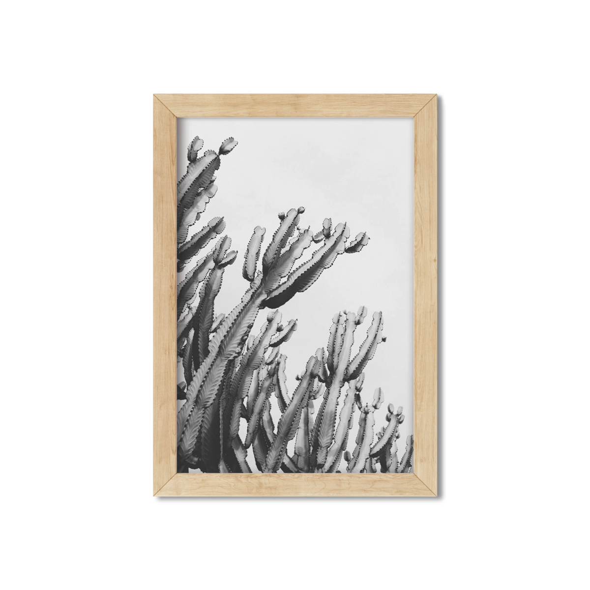 CACTUS NO. 6