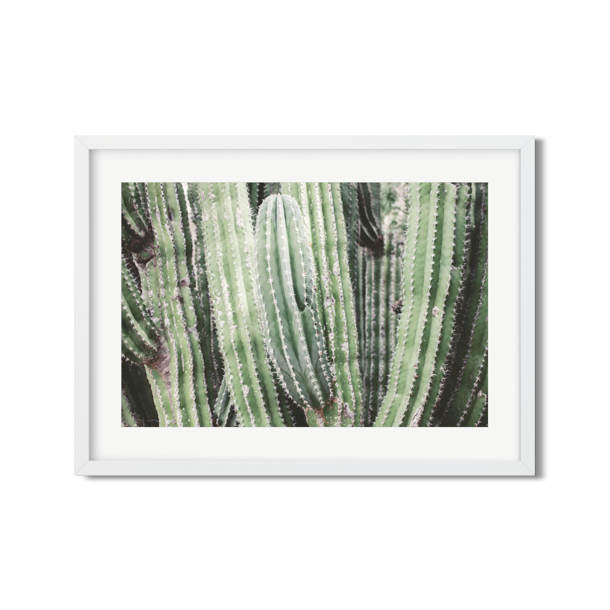 CACTUS NO. 7