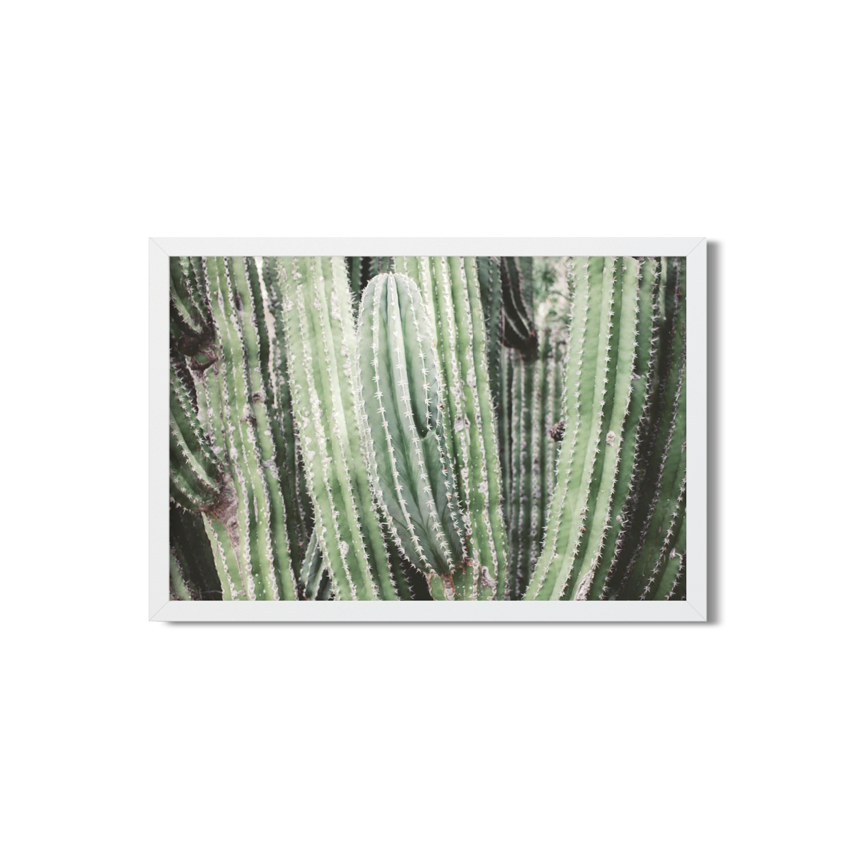 CACTUS NO. 7