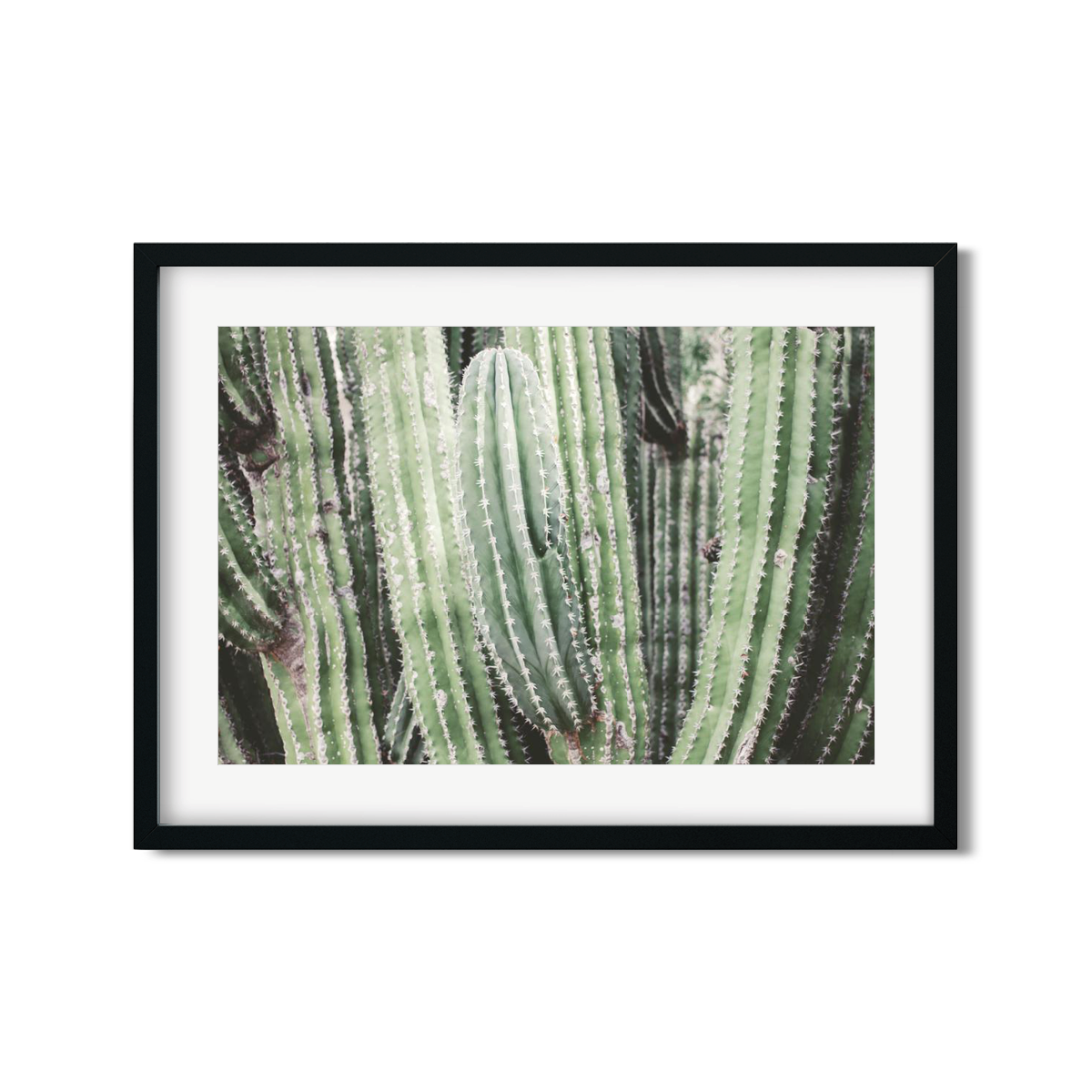 CACTUS NO. 7