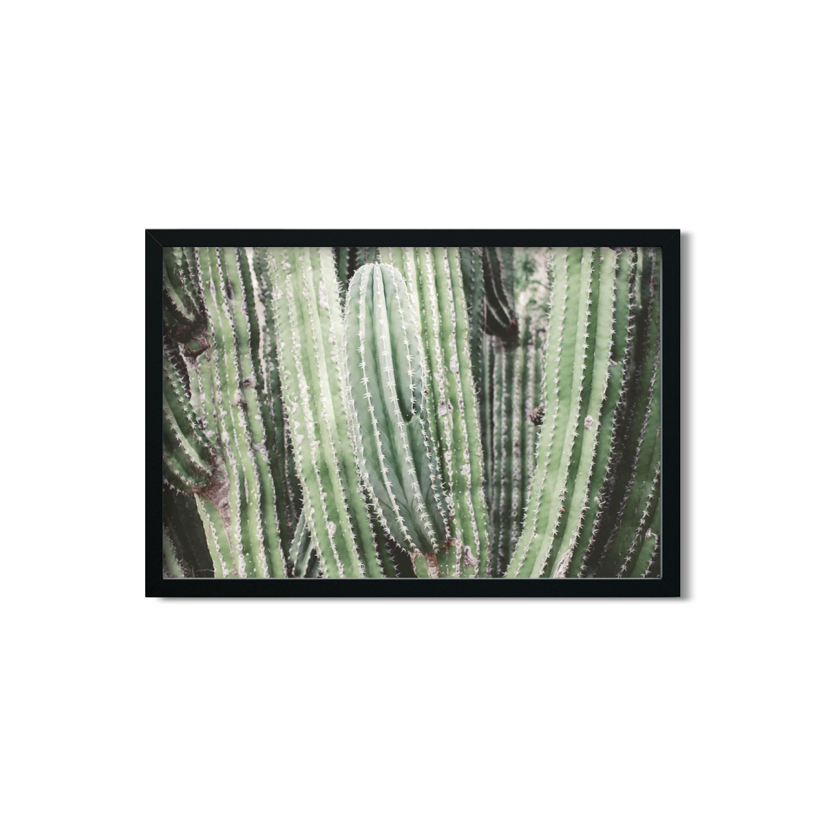 CACTUS NO. 7